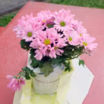 DSCF2369
